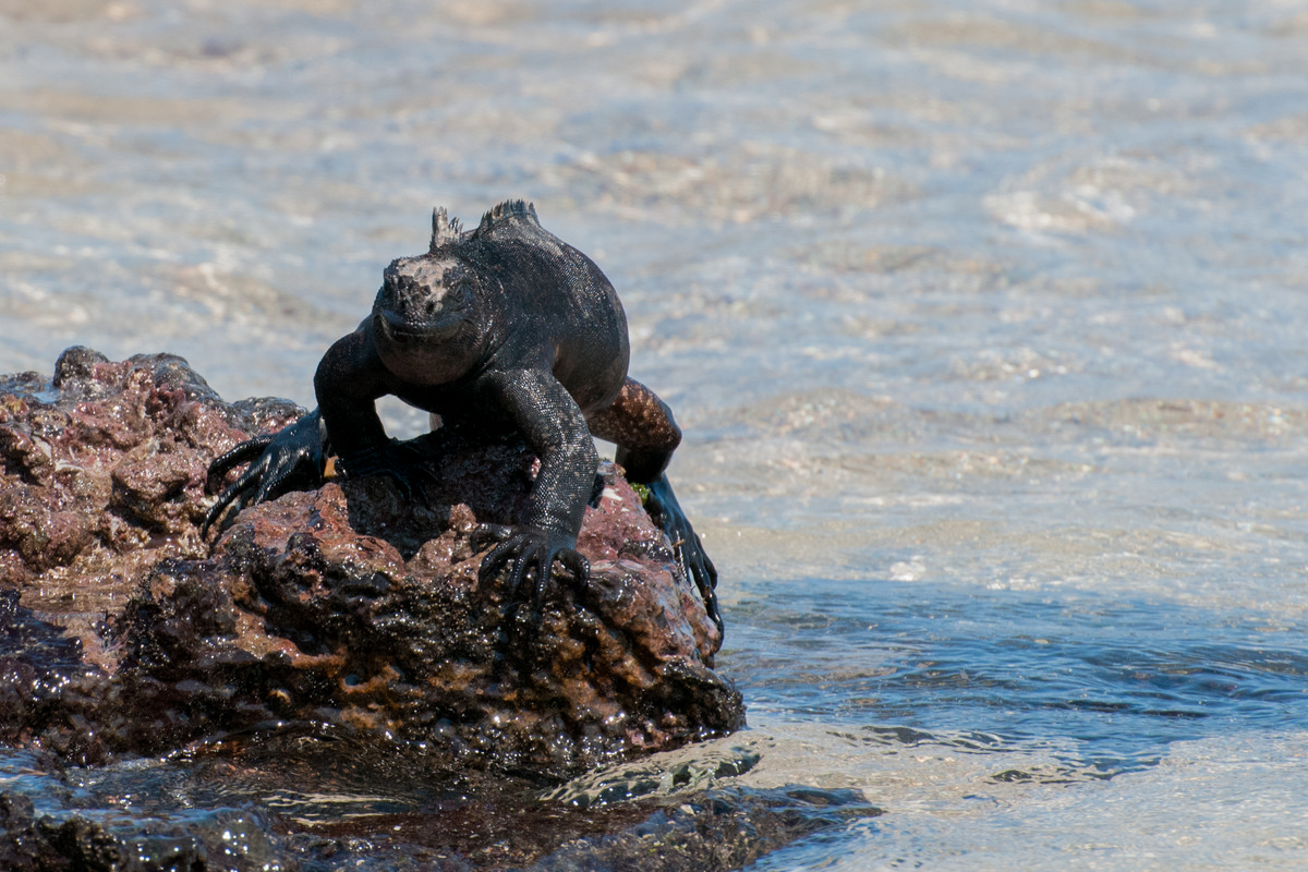 Puerto Ayora Galápagos - Black Marine Iguana